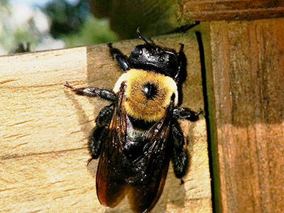 Carpenter Bees Nest Do They Cause Damage Tiger Home Building Inspections