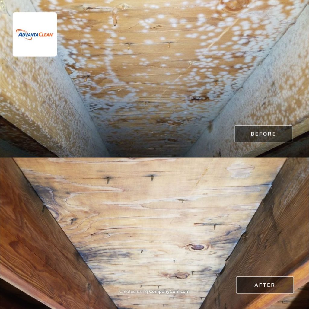 Attic Mold? – Have No Fear! - Tiger Home & Building Inspections